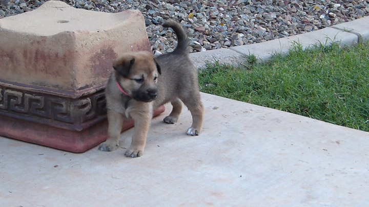 chinook dog